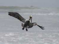 brown pelican Pelecanus occidentalis 