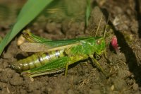 Common green grasshopper (Omocestus viridulus)