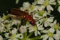 Red Soldier Beetle Rhagonycha fulva