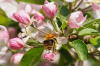 common carder bumblebee Bombus pascuorum