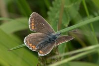 Brown Argus Aricia agestis Distinguished from the similar female Common Blue by the dark spot in the centre of the forewings.