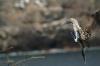 Blue-footed booby landing
