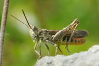 Field Grasshopper Chorthippus brunneus