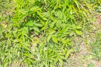 Agrimony leaves Agrimonia eupatoria