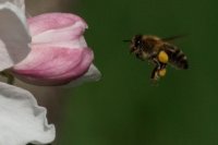 honey bee Apis mellifera