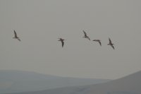 Curlews in flight
