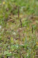 Crested hair-grass Koeleria macrantha