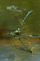 Azure Damselflies mating on pond. Coenagrion puella