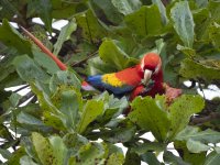 scarlet macaw Ara macao 