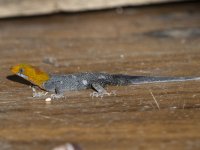 yellow-headed gecko Gonatodes albogularis 