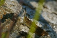 Field Grasshopper Chorthippus brunneus