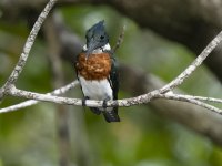 Amazon kingfisher Chloroceryle amazona 