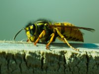 German wasp Vespula germanica