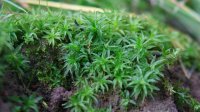 Common Smoothcap/Catherine's moss Atrichum undulatum