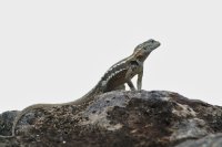 Lava lizard on rock