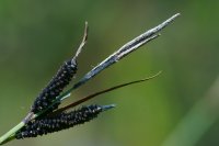 Glaucous Sedge Carex flacca