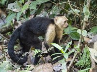 Panamanian white-faced capuchin Cebus imitator 