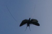 longhorn moth in flight
