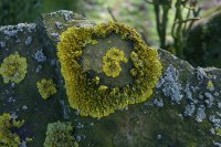 The yellow lichen in this photo is Xanthoria parietina. The grey lichen is Physcia tenella.