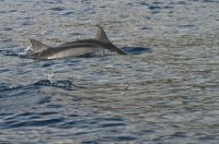 Spinner dolphins 