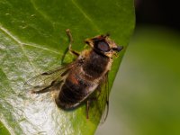 a hoverfly Eristalis pertinax
