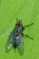 an unidentified flesh fly