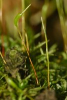 Common Smoothcap/Catherine's moss Atrichum undulatum