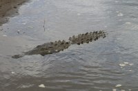 American crocodile Crocodylus acutus 