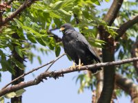 common black hawk Buteogallus anthracinus 