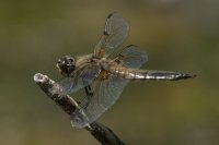 Four-spotted Chaser Libellula quadrimaculata
