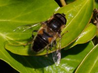 a hoverfly Eristalis pertinax