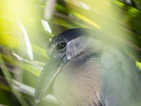 boat-billed heron Cochlearius cochlearius 