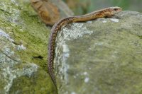 Common lizard Zootoca vivipara