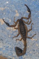 bark scorpion Centruroides sp. 